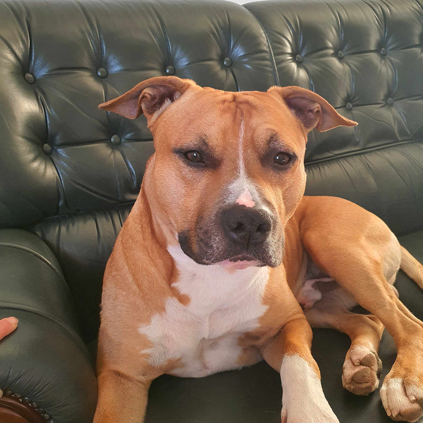 Paao participe au concours pour gagner de l'argent avec cette photo : animal, brown_dog, canine, companion, dog, domestic, ears, face, fur, furniture, home, indoor, leather_couch, living_room, paw, pet, relaxed, resting, seated, white_paw