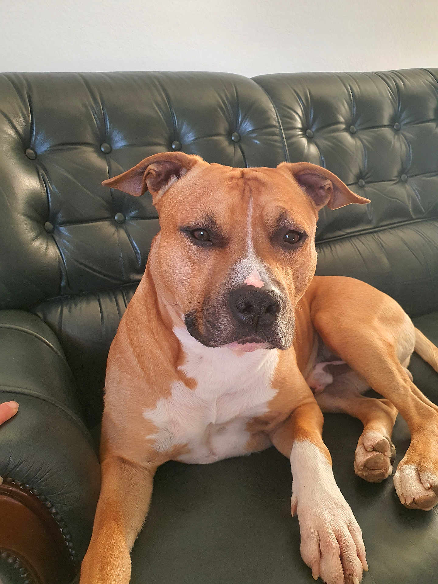 Paao participe au concours pour gagner de l'argent avec cette photo : dog, brown_dog, white_paw, leather_couch, indoor, pet, canine, relaxed, resting, seated, fur, ears, face, paw, animal, domestic, companion, home, living_room, furniture