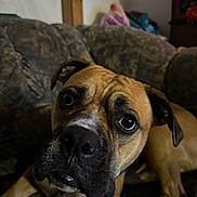 Nala joined the competition — help win amazing prizes! dog, canine, pet, close_up, face, eyes, brown, black_nose, couch, indoor, fur, ears, animal, portrait, looking, resting, home, domestic, muzzle, expression