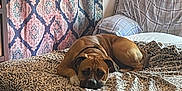 Nala is registered to the contest to win money with this photo: dog, bed, leopard_print, curtains, chair, plaid, lamp, wall_art, indoor, resting, brown_dog, collar, furniture, cozy, home, pet, animal, relaxed, sleepy, room