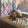 animal, bed, brown_dog, chair, collar, cozy, curtains, dog, furniture, home, indoor, lamp, leopard_print, pet, plaid, relaxed, resting, room, sleepy, wall_art