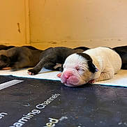 Oreo joined the competition — help win amazing prizes! newborn, puppy, sleeping, dog, litter, pink_nose, white_puppy, black_puppy, indoor, close_up, animal, cute, young, pet, resting, floor, paw, fur, small, cozy