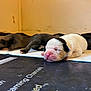 newborn, puppy, sleeping, dog, litter, pink_nose, white_puppy, black_puppy, indoor, close_up, animal, cute, young, pet, resting, floor, paw, fur, small, cozy