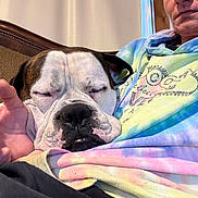 Oreo is registered to the contest to win money with this photo: animal, bulldog, casual, close_up, comfort, couch, dog, expression, face, hand, hoodie, human, indoor, person, pet, portrait, relaxation, resting, sleeping, tie_dye