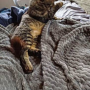 Minette a rejoint le concours — aidez-le/la à gagner de superbes lots ! animal, bed, blanket, cat, furniture, kitten, pet, quilt