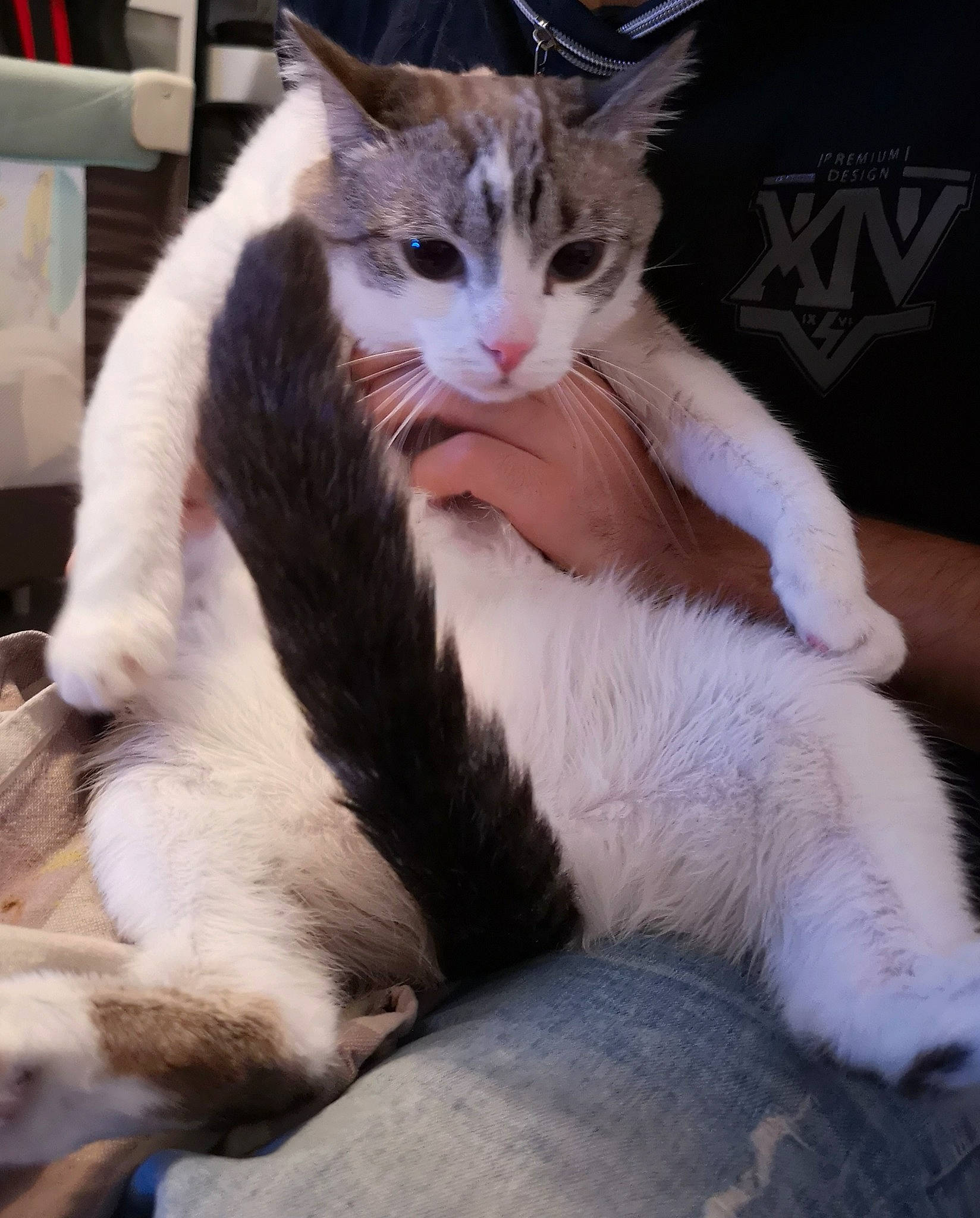 Luciole participe au concours pour gagner de l'argent avec cette photo : aegean_cat, american_wirehair, asian, carnivore, cat, domestic_short_haired_cat, felidae, fur, kitten, mammal, oriental_longhair, paw, polydactyl_cat, small_to_medium_sized_cats, tail, turkish_van, whiskers