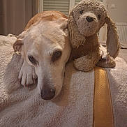 Iona a rejoint le concours — aidez-le/la à gagner de superbes lots ! bed, bedroom, beige, blanket, closeup, companion, cozy, curtain, dog, indoor, nose, paw, pet, plush_toy, radiator, resting, sleepy, stuffed_animal, towel, window