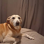 Iona a rejoint le concours — aidez-le/la à gagner de superbes lots ! animal, beige, blanket, brown, calm, canine, companion, curtains, cute, dog, domestic, fur, indoor, lounge, mammal, paw, pet, quiet, relaxation, resting