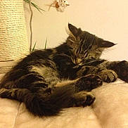 Pasha participe au concours pour gagner de l'argent avec cette photo :