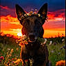 animal, canine, colorful, cute, dog, evening, field, flower_crown, flowers, grass, nature, outdoor, peaceful, pet, portrait, scenic, sitting, sky, sunset, wildflowers