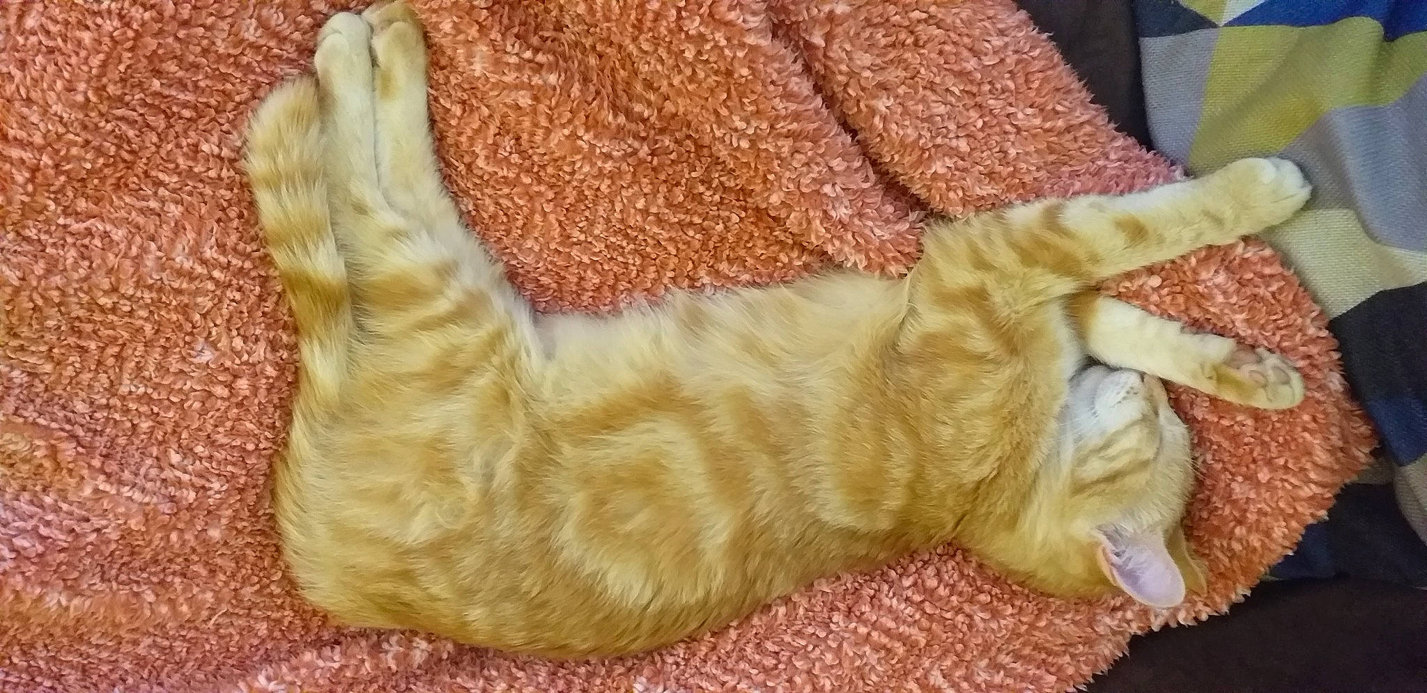 Mimi a rejoint le concours — aidez-le/la à gagner de superbes lots ! canidae, carnivore, cat, cocker_spaniel, dog_breed, fawn, felidae, fur, golden_retriever, small_to_medium_sized_cats, sporting_group, tabby_cat, tail