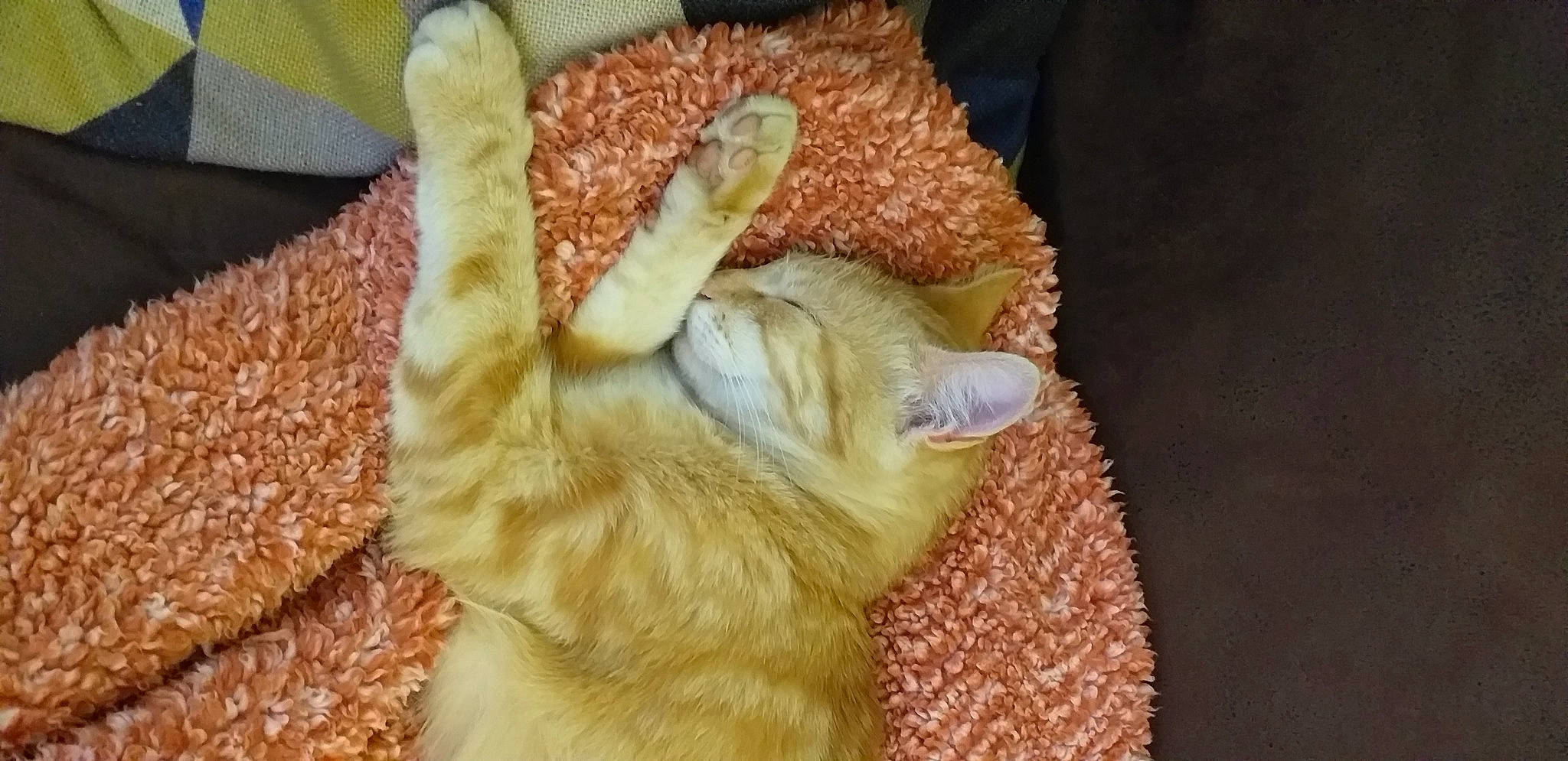 Mimi participe au concours pour gagner de l'argent avec cette photo : carnivore, cat, claw, european_shorthair, fawn, felidae, fur, kitten, polydactyl_cat, small_to_medium_sized_cats, tabby_cat, tail, whiskers