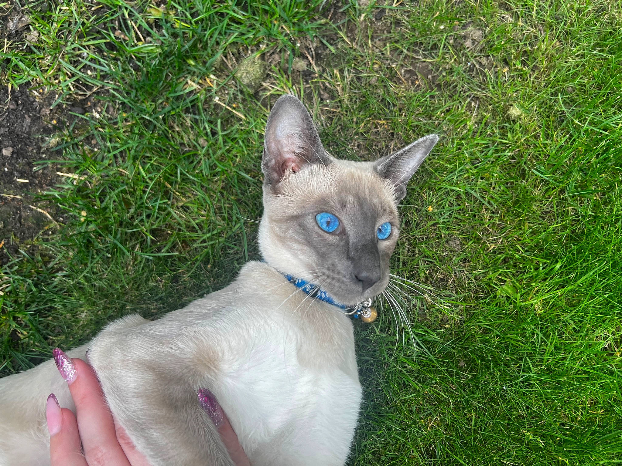 Tobias joined the competition — help win amazing prizes! carnivore, cat, collar, domestic_short_haired_cat, electric_blue, fawn, felidae, fur, grass, russian_blue, siamese, small_to_medium_sized_cats, snout, tail, terrestrial_animal, whiskers, wildlife