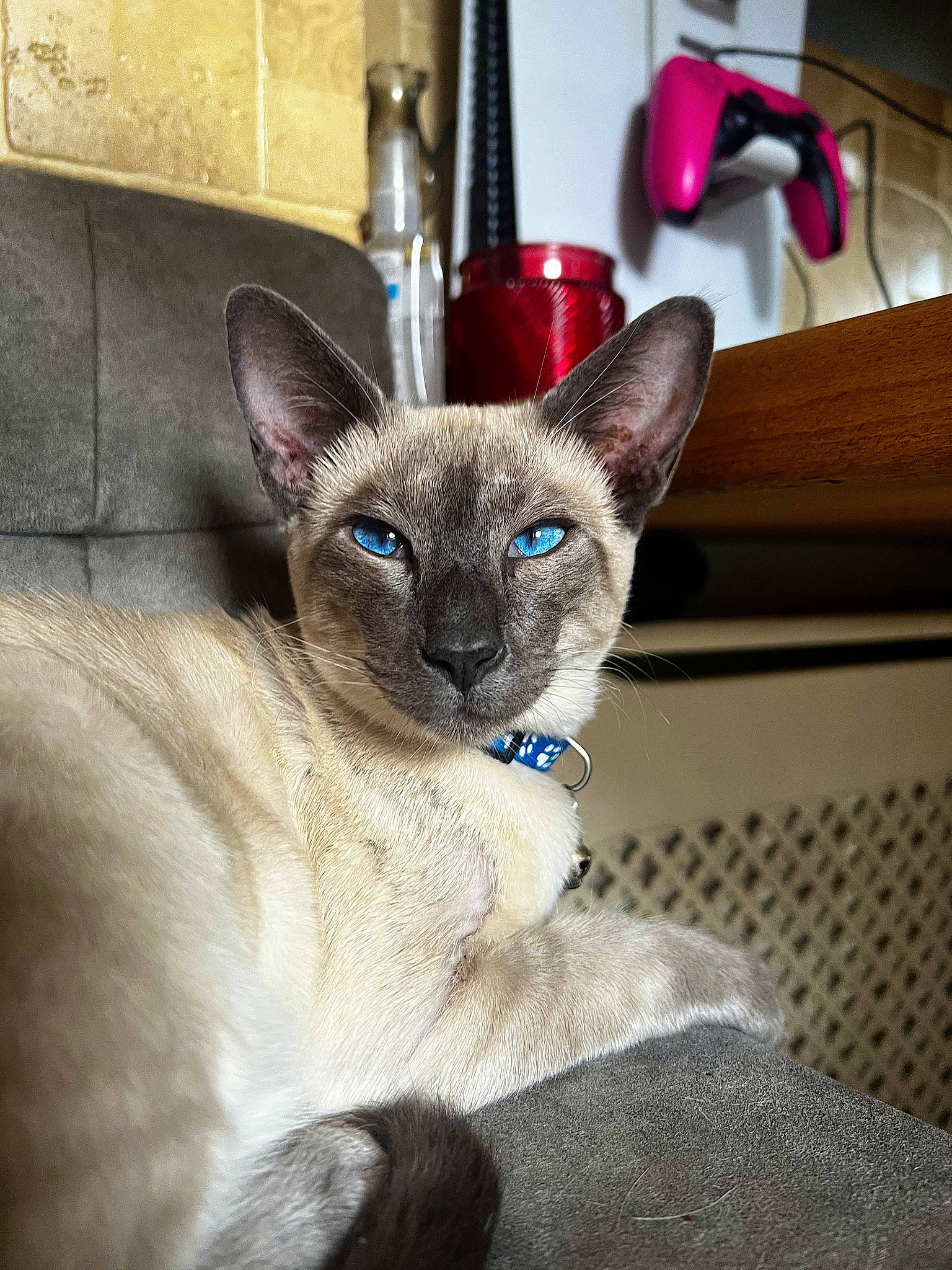 Tobias joined the competition — help win amazing prizes! carnivore, cat, cat_supply, comfort, domestic_short_haired_cat, electric_blue, fawn, felidae, fur, siamese, small_to_medium_sized_cats, snout, tail, terrestrial_animal, whiskers