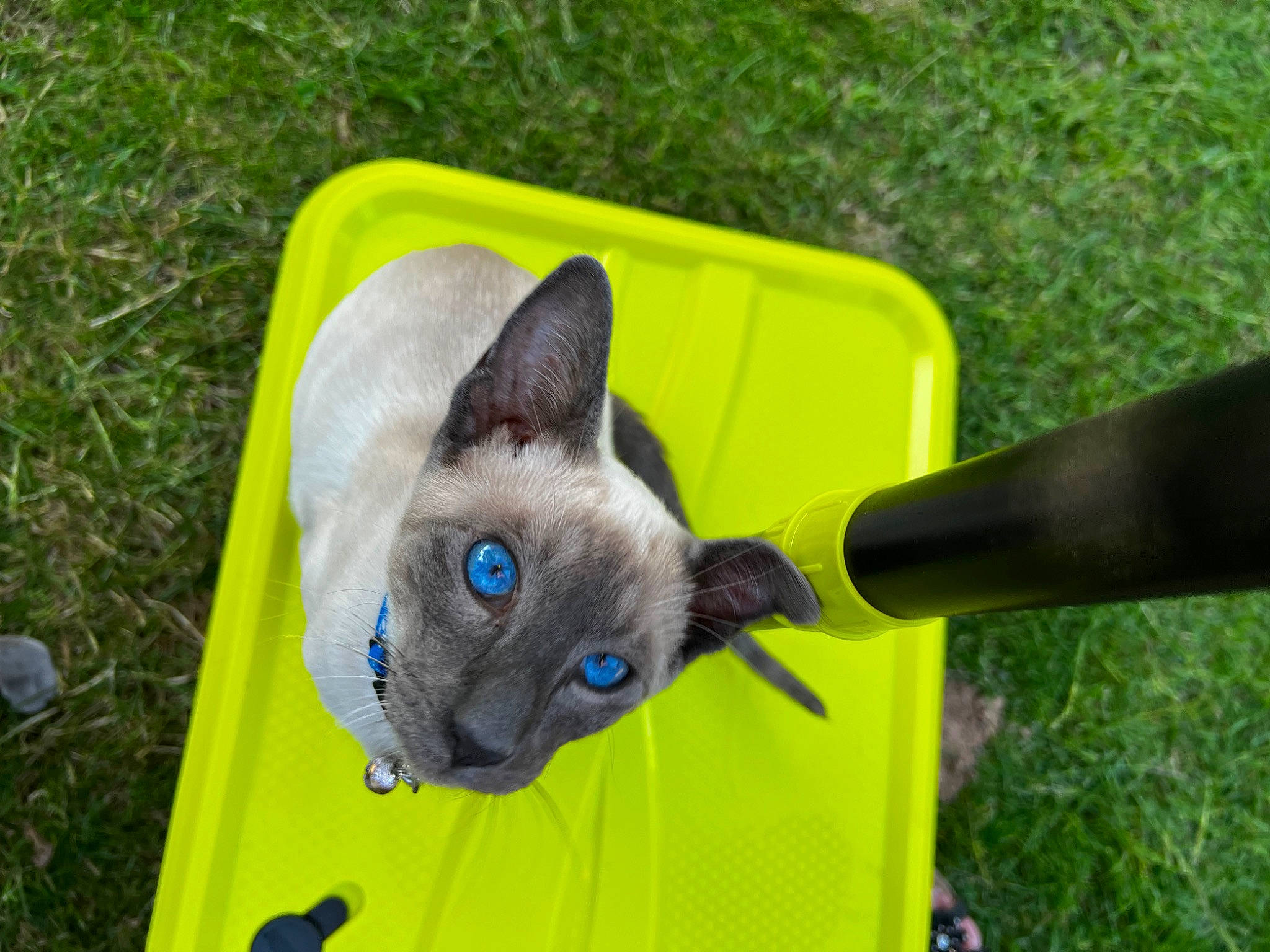 Tobias joined the competition — help win amazing prizes! balinese, black_cat, carnivore, cat, cat_supply, domestic_short_haired_cat, electric_blue, fawn, felidae, grass, korat, siamese, small_to_medium_sized_cats, snout, tail, thai, whiskers