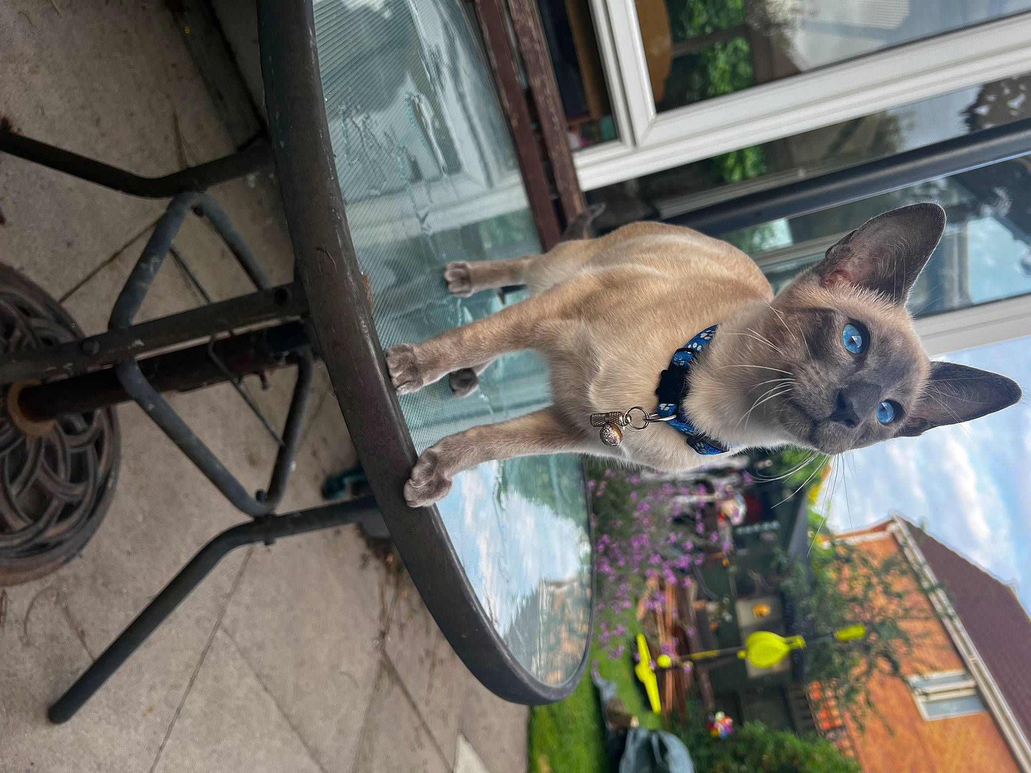 Tobias is registered to the contest to win money with this photo: balinese, carnivore, cat, chair, collar, domestic_short_haired_cat, fawn, felidae, fur, houseplant, metal, plant, siamese, small_to_medium_sized_cats, tail, thai, tonkinese, tree, whiskers, window