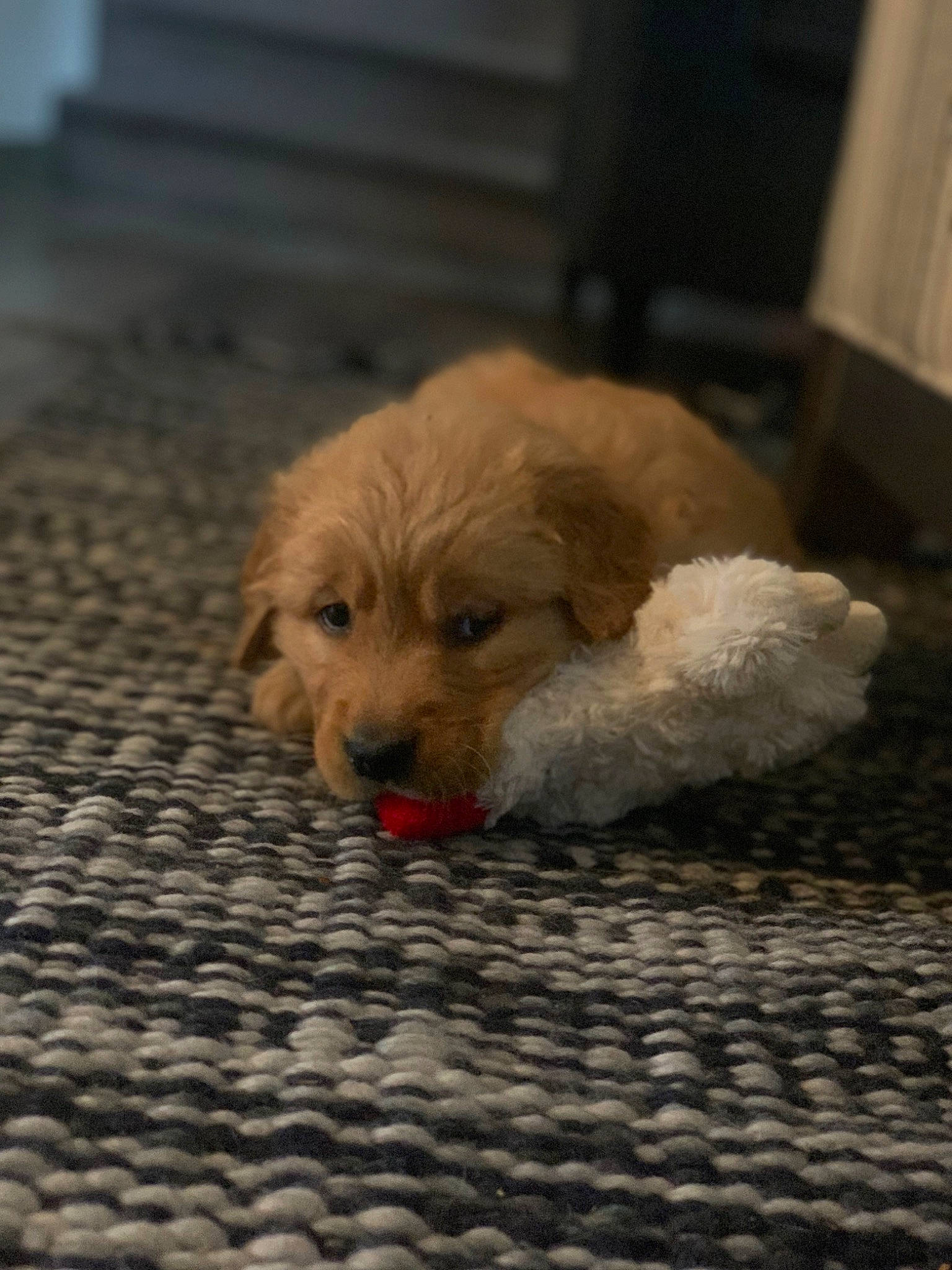 Nala joined the competition — help win amazing prizes! carnivore, companion_dog, dog, dog_breed, dog_supply, flooring, fur, goldendoodle, hardwood, labradoodle, poodle_crossbreed, puppy_love, retriever, small_terrier, standard_poodle, terrier, toy_dog, whiskers, wood, working_animal