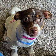 Princess joined the competition — help win amazing prizes! dog, puppy, pet, indoor, carpet, white_shirt, blue_trim, pink_collar, cute, small_dog, brown_and_white, looking_up, ears, fur, animal, domestic_animal, companion, young_dog, adorable, closeup