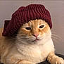 animal, cat, closeup, cozy, cute, ears, eyes, face, feline, fur, indoor, knitted_hat, maroon_hat, nose, orange_cat, pet, portrait, resting, whiskers, white_cat