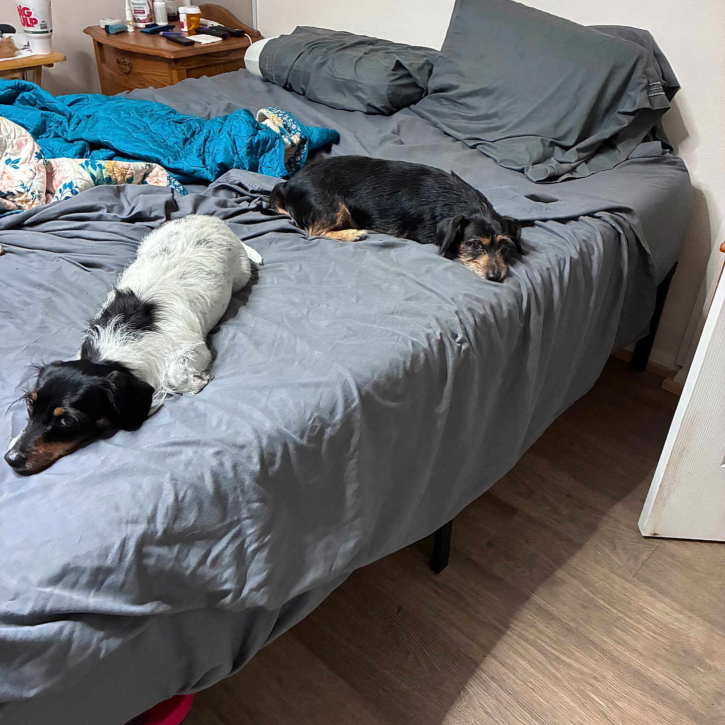Babie And Rain joined the competition — help win amazing prizes! bed, bedroom, blanket, blue, brown, clutter, dog, dog_breed, floor, gray, indoor, lounge, nightstand, pillows, resting, rumpled_bedspread, sleepy, two_dogs, wood, wooden_furniture