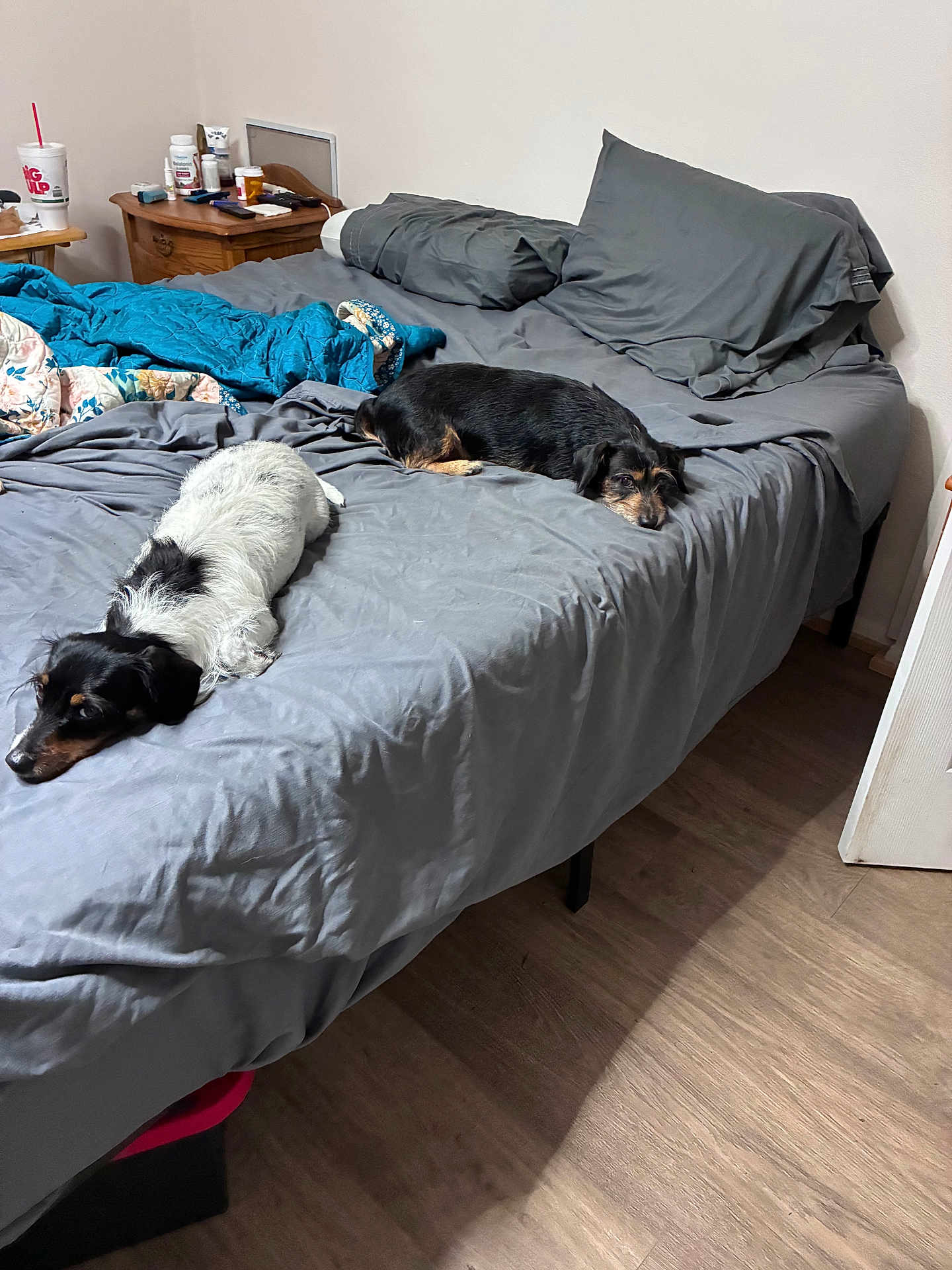 Babie And Rain joined the competition — help win amazing prizes! bed, bedroom, blanket, blue, brown, clutter, dog, dog_breed, floor, gray, indoor, lounge, nightstand, pillows, resting, sleepy, wood, wooden_furniture, two_dogs, rumpled_bedspread