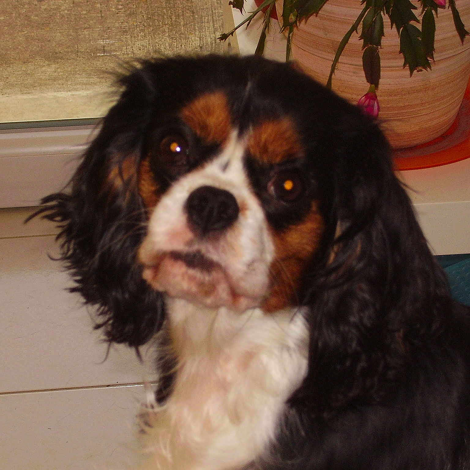 Heïdy