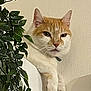 animal, cat, close_up, collar, curious, domestic_cat, ears, feline, green_leaves, houseplant, indoor, orange_cat, paws, pet, plant, portrait, resting, wall, whiskers, white_cat