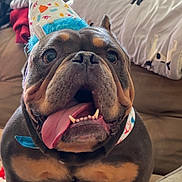 Cooper is registered to the contest to win money with this photo: bulldog, dog, party_hat, tongue_out, happy, pet, indoor, couch, blanket, living_room, celebration, close_up, brown, black, fur, animal, cute, excited, wide_eyes, pom_pom