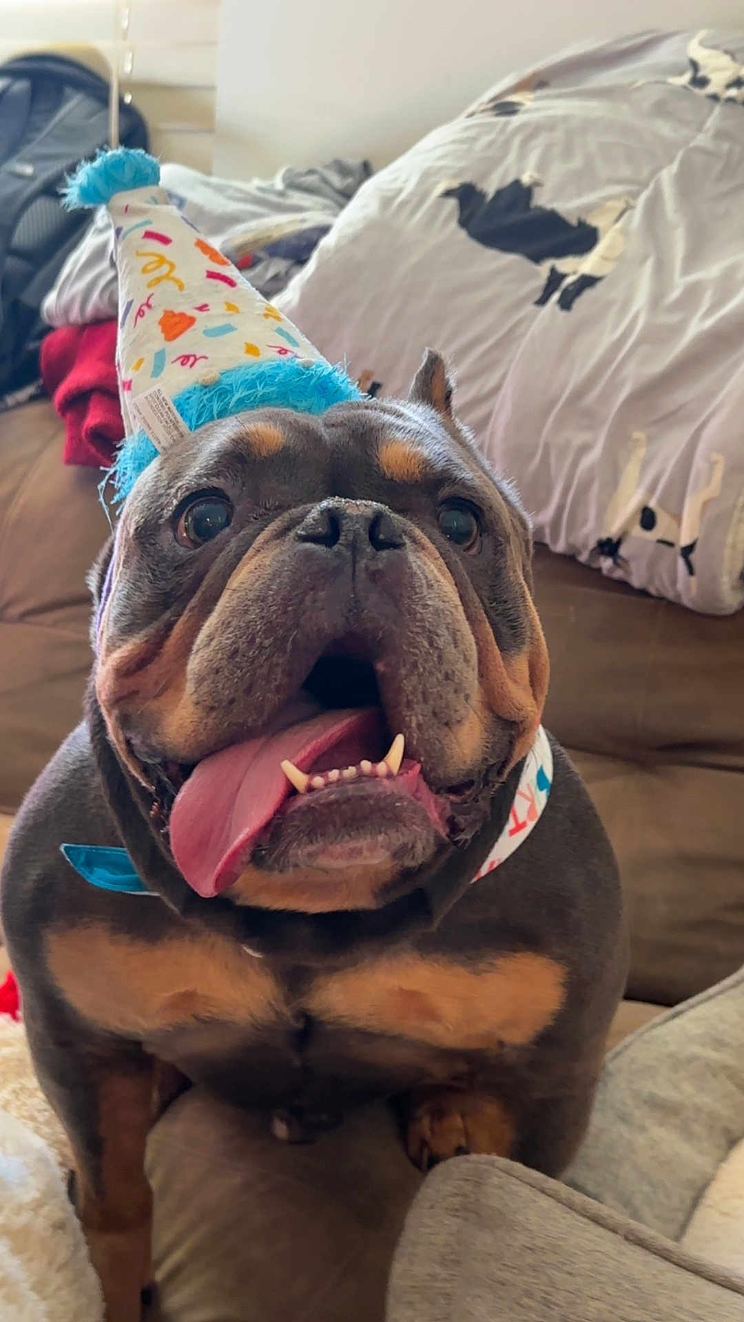 Cooper is registered to the contest to win money with this photo: bulldog, dog, party_hat, tongue_out, happy, pet, indoor, couch, blanket, living_room, celebration, close_up, brown, black, fur, animal, cute, excited, wide_eyes, pom_pom