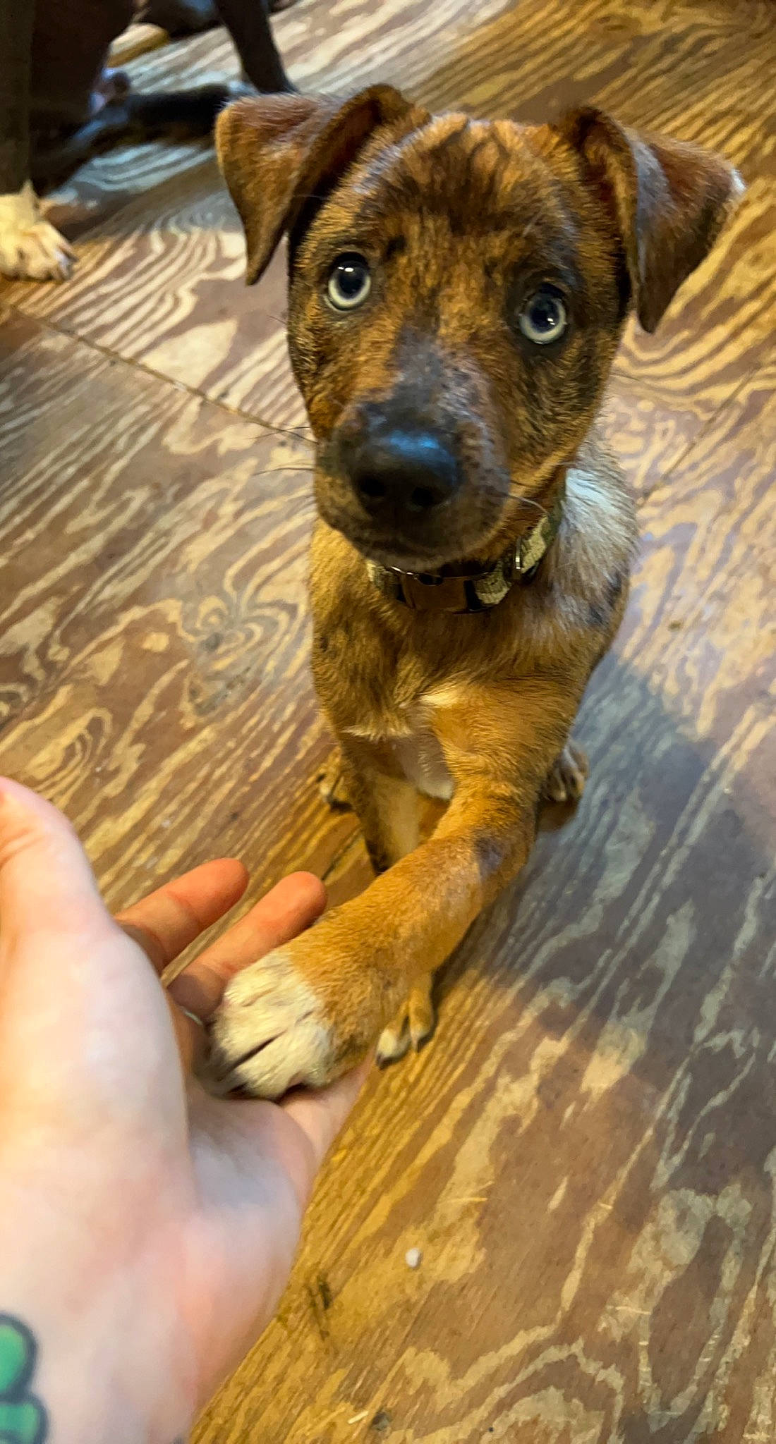 Bo. joined the competition — help win amazing prizes! canidae, carnivore, companion_dog, dog, dog_breed, fawn, fur, guard_dog, hardwood, nail, plott_hound, snout, sporting_group, street_dog, terrestrial_animal, whiskers, wood, working_animal, working_dog