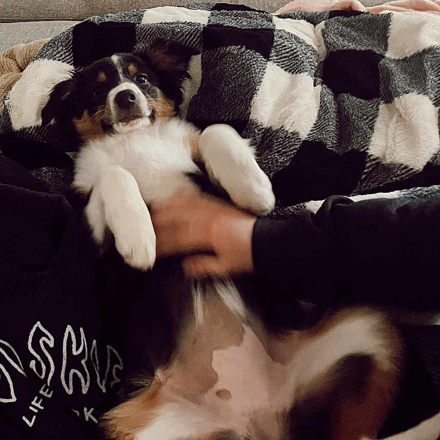 Riley is registered to the contest to win money with this photo: animal, architecture, beagle, blanket, building, bulldog, canine, couch, cushion, dog, furniture, homedecor, hound, indoors, livingroom, person, pet, puppy, room, sleeping