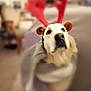 Snoopie participe au concours pour gagner de l'argent avec cette photo : animal, antlers, blurred_background, brown_ears, costume, cozy, cute, decor, dog, festive, furniture, holiday, indoor, looking_up, pet, portrait, scarf, seated, warm_lighting, white_dog