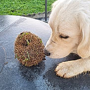 Snoopie participe au concours pour gagner de l'argent avec cette photo : animal, close_up, curious, daylight, dirt, dog, exploration, garden, golden_retriever, grass, greenery, nature, outdoor, paw, puppy, sniffing, spiky_object, table_surface, wet_table, young_dog