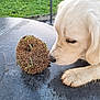 animal, close_up, curious, daylight, dirt, dog, exploration, garden, golden_retriever, grass, greenery, nature, outdoor, paw, puppy, sniffing, spiky_object, table_surface, wet_table, young_dog