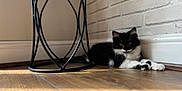 Milwaukee is registered to the contest to win money with this photo: kitten, cat, black_and_white, indoor, wooden_floor, metal_stand, brick_wall, pet, animal, feline, cute, resting, young_cat, fur, whiskers, paws, home, sunlight, shadow, cozy