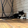 kitten, cat, black_and_white, indoor, wooden_floor, metal_stand, brick_wall, pet, animal, feline, cute, resting, young_cat, fur, whiskers, paws, home, sunlight, shadow, cozy