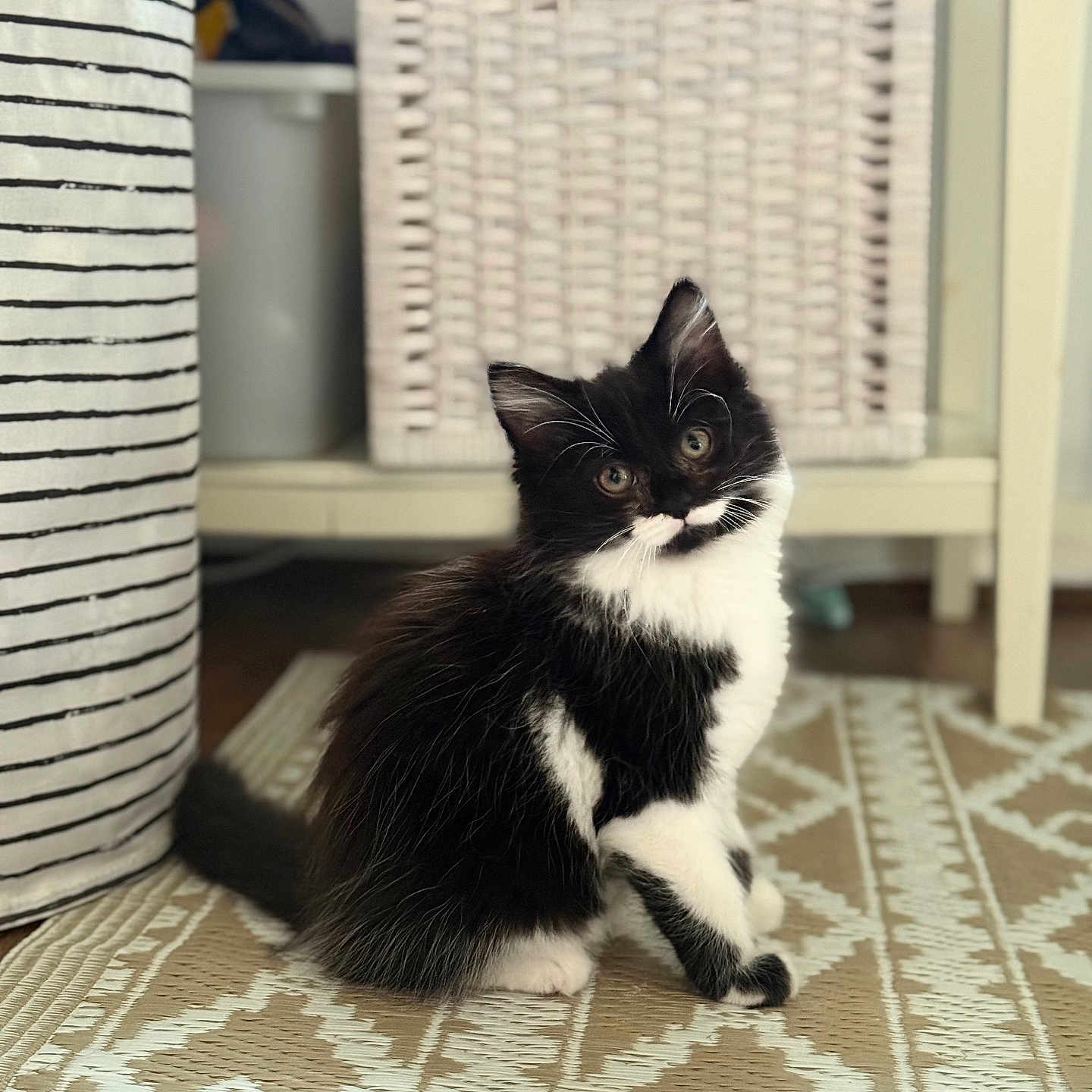 Milwaukee joined the competition — help win amazing prizes! animal, basket, black_and_white, cat, curious, cute, domestic, floor, fur, furniture, home, indoor, kitten, laundry_hamper, pattern, pet, rug, sitting, striped, whiskers