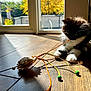 kitten, cat, toy, string, floor, sunlight, window, shadow, indoor, pet, playful, feline, black_and_white, whiskers, paws, wooden_floor, cord, beads, sunny, cute