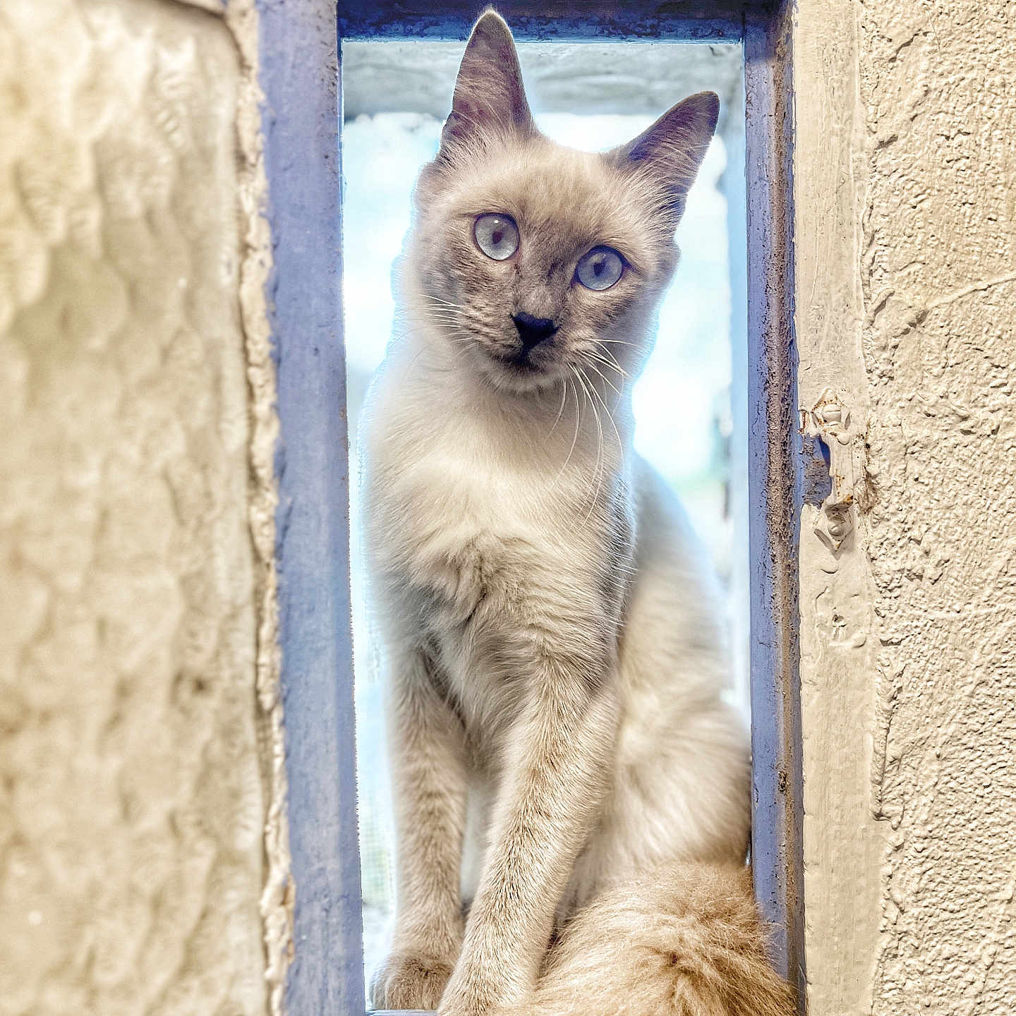 Luna a rejoint le concours — aidez-le/la à gagner de superbes lots ! abyssinian, angora, animal, cat, kitten, manx, pet, siamese