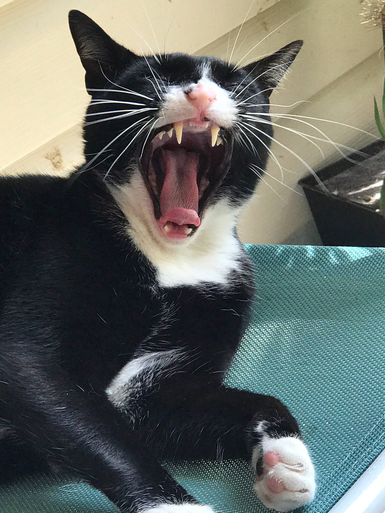 Kaze joined the competition — help win amazing prizes! black_cat, carnivore, cat, comfort, domestic_short_haired_cat, eye, fang, felidae, fur, iris, jaw, mammal, paw, roar, small_to_medium_sized_cats, snout, tail, vertebrate, whiskers, yawn