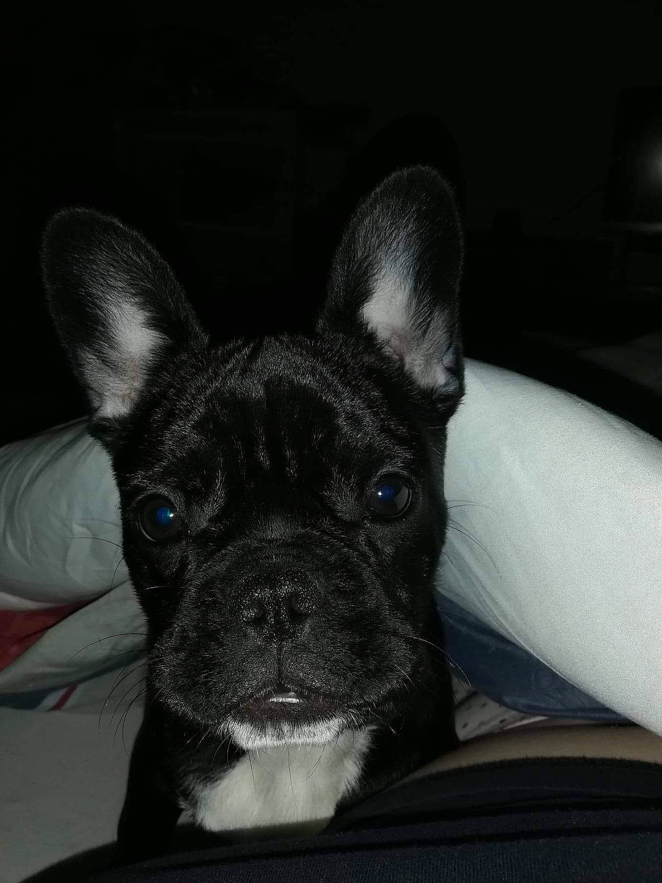 Mindy participe au concours pour gagner de l'argent avec cette photo : boston_terrier, bulldog, canidae, carnivore, companion_dog, dog, dog_breed, ear, fawn, french_bulldog, mammal, non_sporting_group, puppy, rare_breed_dog, snout, vertebrate, whiskers