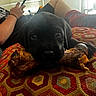Angus is registered to the contest to win money with this photo: puppy, dog, bone, cushion, patterned, black_dog, indoor, person, phone, relaxed, furniture, casual, shorts, sitting, paw, closeup, home, cozy, resting, toy