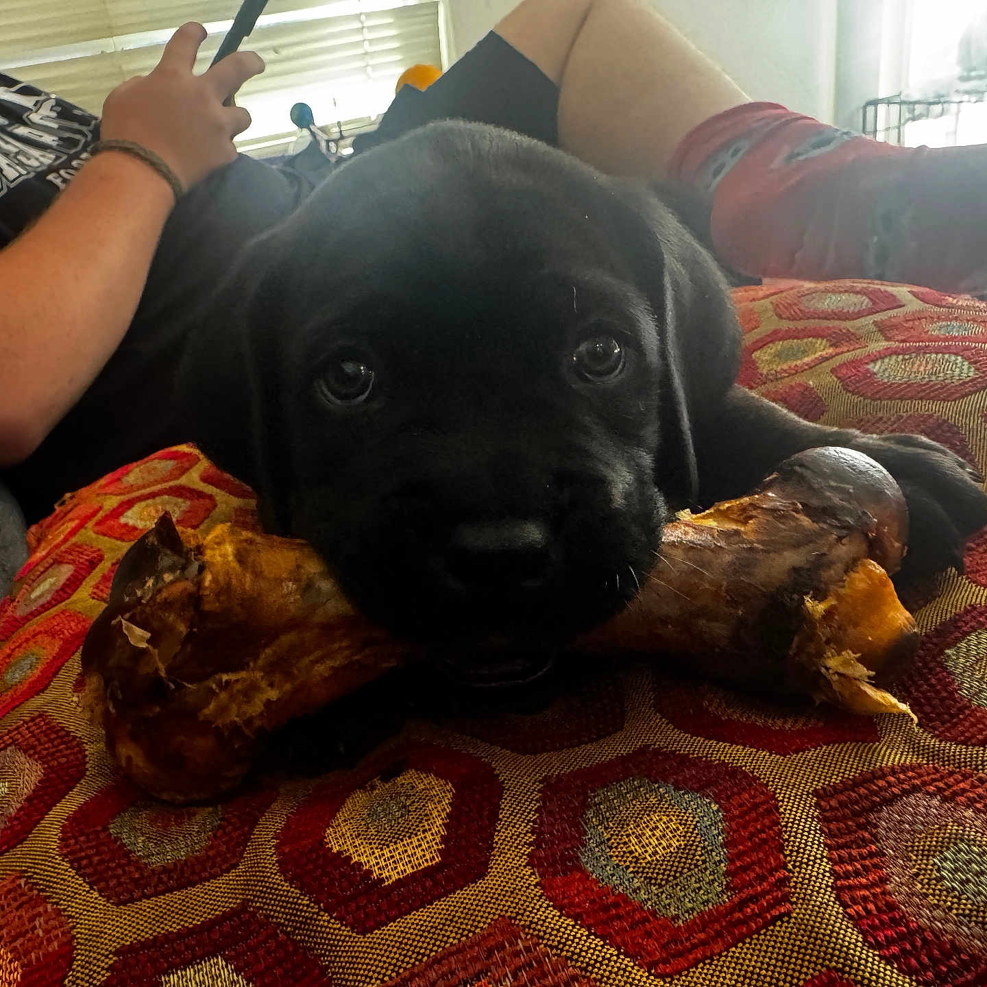 Angus