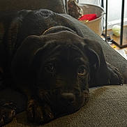 Angus joined the competition — help win amazing prizes! dog, puppy, black_dog, couch, indoor, pet, animal, relaxing, home, furniture, basket, floor, tile_floor, cozy, closeup, face, paw, laying_down, cute, canine