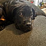 Angus is registered to the contest to win money with this photo: puppy, dog, black_dog, couch, indoor, pet, animal, relaxed, close_up, fur, looking_up, cute, young_dog, cozy, domestic, portrait, canine, resting, home, living_room