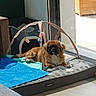 dog, pet_bed, toy, blanket, window, sunlight, indoor, floor, wooden_floor, relaxing, brown_dog, furniture, cozy, home, resting, animal, playful, comfort, daylight, calm