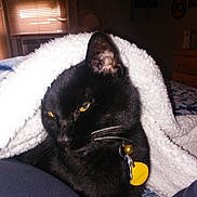 Ozzy is registered to the contest to win money with this photo: black_cat, bombay, cat, cat_like_mammal, domestic_short_haired_cat, fur, small_to_medium_sized_cats, snout, whiskers