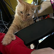 Tommy joined the competition — help win amazing prizes! animal, cables, cat, chair, computer, ears, eyes, face, furry, indoor, kitten, office, orange_cat, person, pet, playful, portrait, red_sleeve, sitting, whiskers
