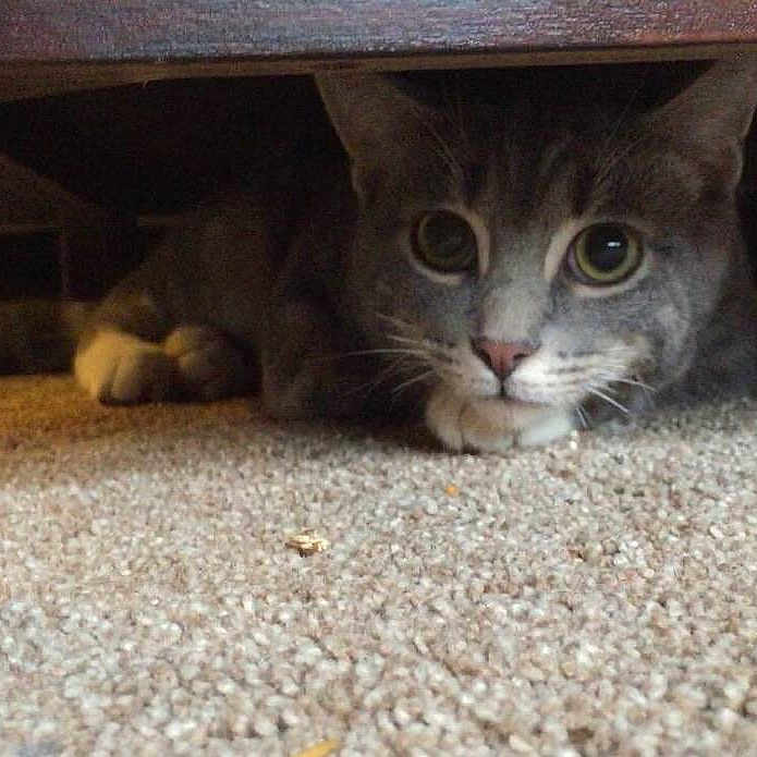 Boo