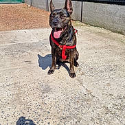 Xena a rejoint le concours — aidez-le/la à gagner de superbes lots ! dog, brindle, red_harness, sitting, tongue_out, sunlight, shadow, photographer_shadow, concrete, fence, urban, outdoor, pet, canine, happy, ears_up, daytime, smiling, background, wall